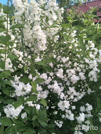 Декоративные саженцы