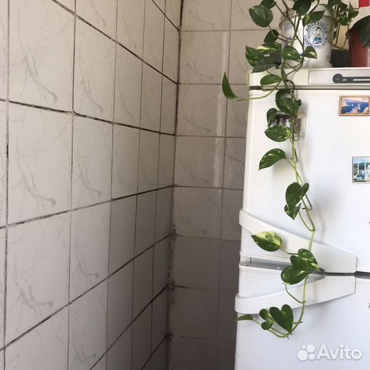 Спиндапсус, педилантус