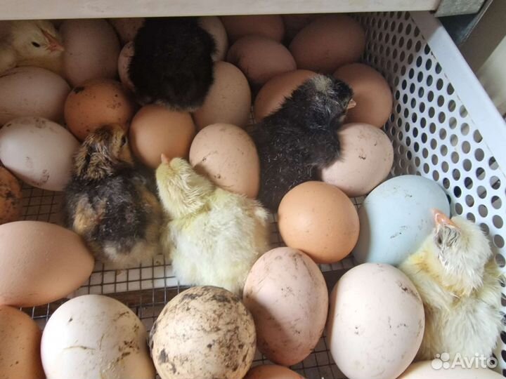 Цыплята суточные