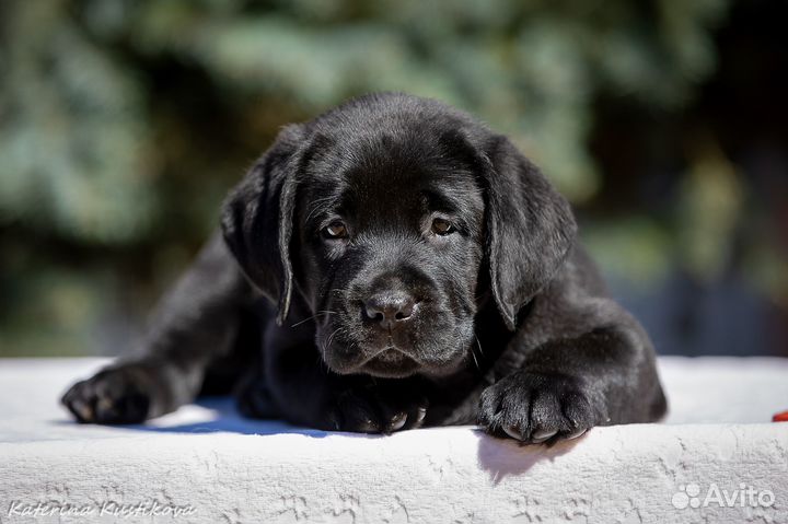 Щенки лабрадора