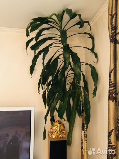 Юкка гигантская / Драцена душистая