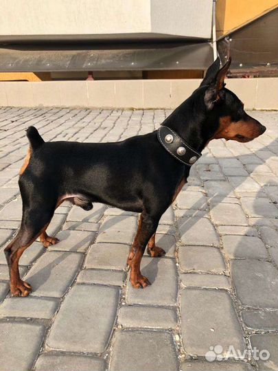 Вязка цвергпинчер