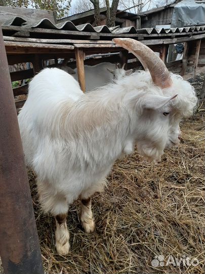 Продам козла