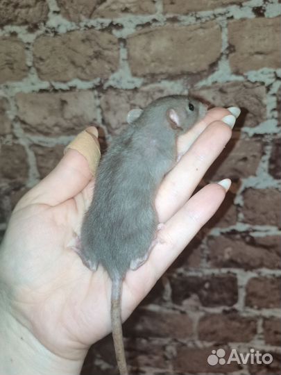 Крыса - ушастое трио