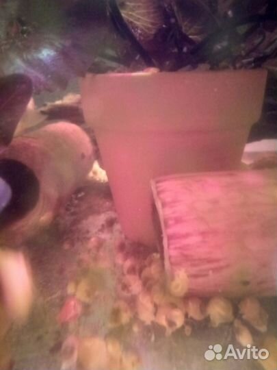 Улитки ампулярии