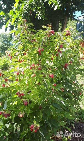 Саженцы малины 