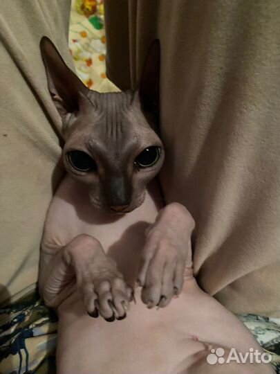 Донской сфинкс котята