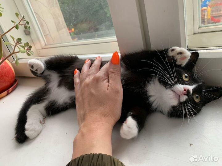 Славный мальчик котенок Яшка 2,5 мес