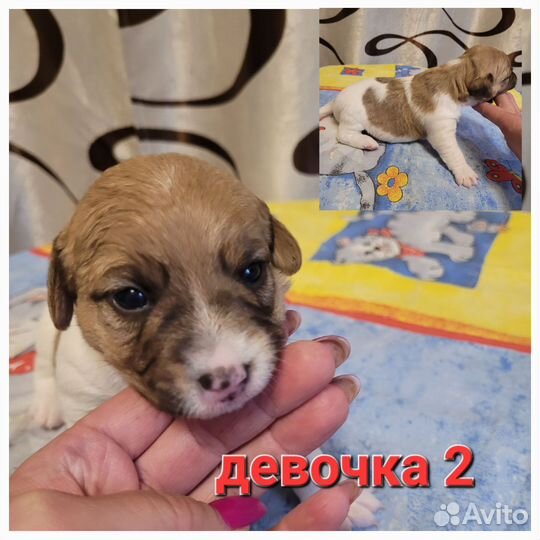 Щенки джек рассел терьер