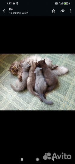 Котята британцы
