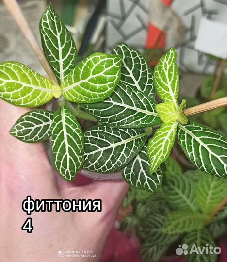 Фиттонии и гипоэстес