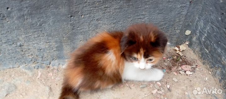 Отдам в добрые руки котят