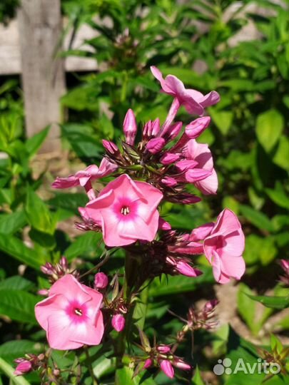 Флоксы сортовые, а так же сеянцы