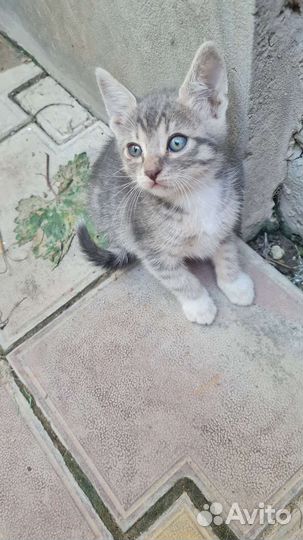 Отдам котят