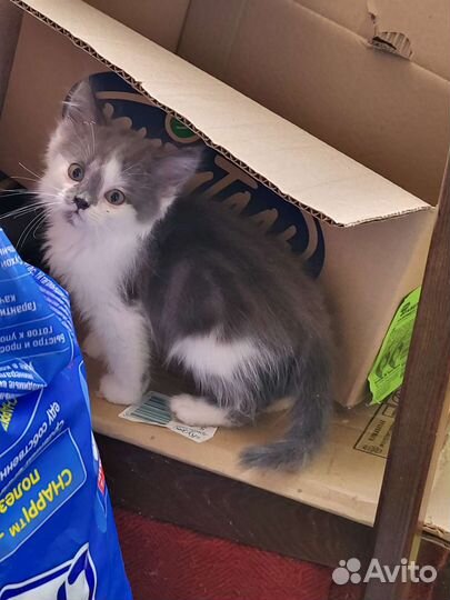 Котик в дар