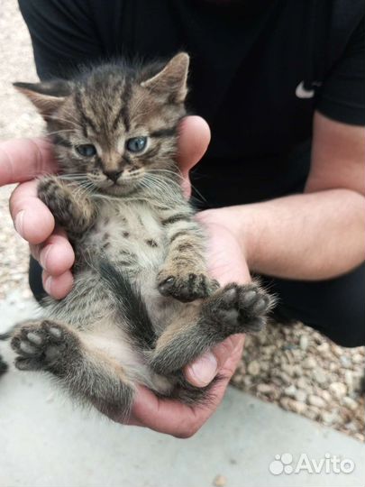 Отдам котят в добрые руки