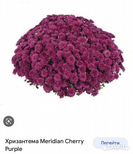 Хризантема