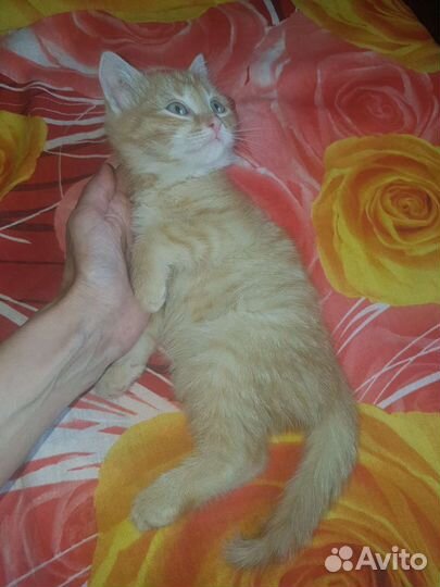 Кошка в дар бесплатно