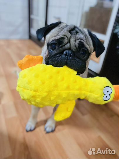 Мопс вязка мальчик