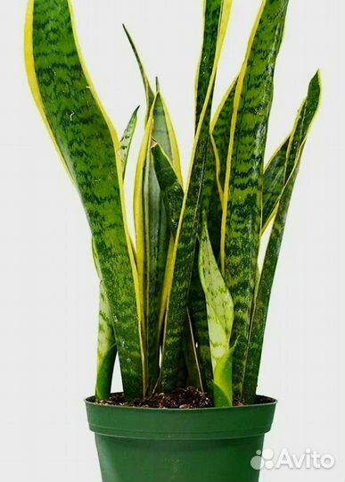 Сансевиерия