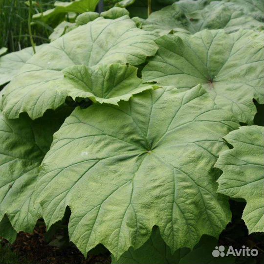 Астильбоидес