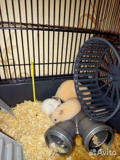 Сирийские хомяки хомячки