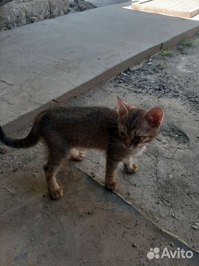 Кошка в дар бесплатно