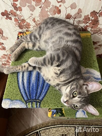 Бенгальская кошечка