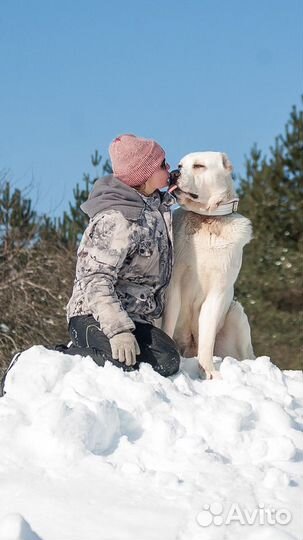 Кинолог. Дрессировка,Коррекция,Воспитание