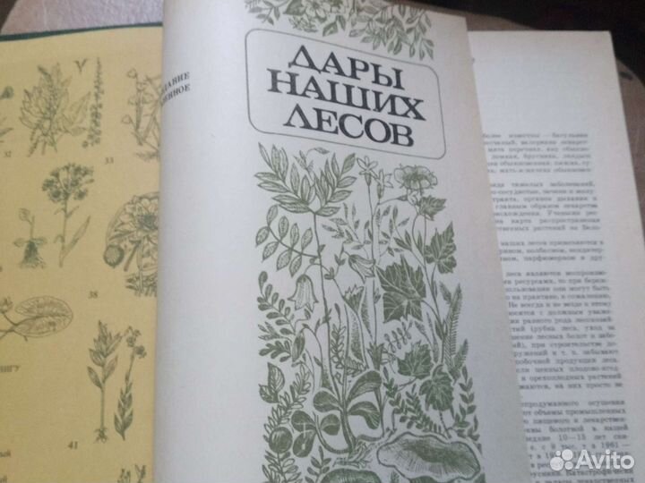 Саутин Дары наших лесов 1988 г