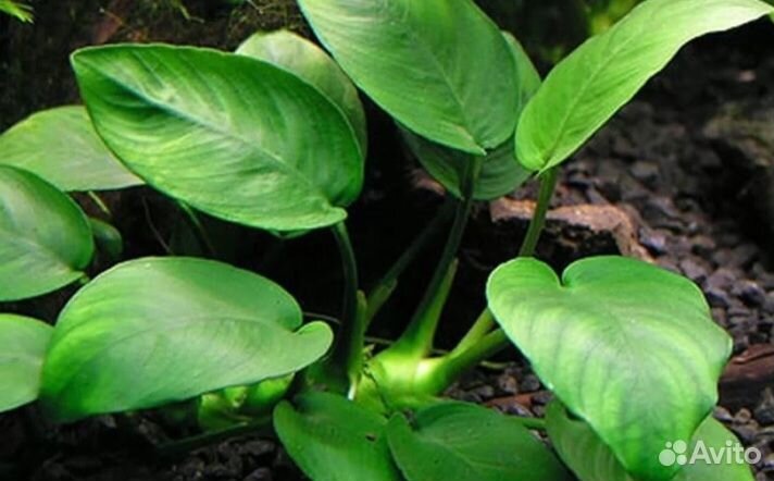Анубиас (лат. Anubias), Аквариумные растения