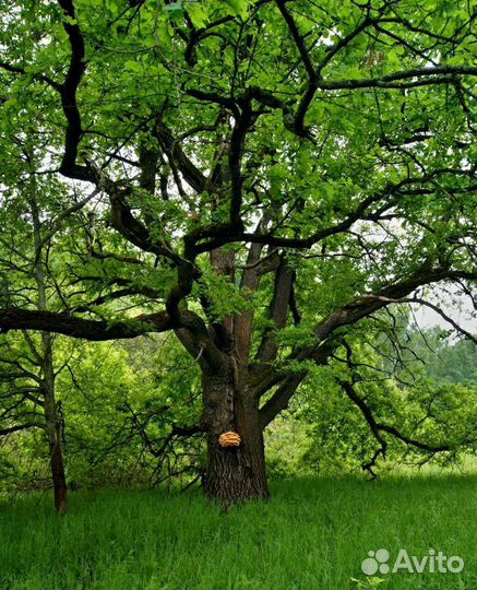 Дуб саженцы, сеянцы, черешчатый