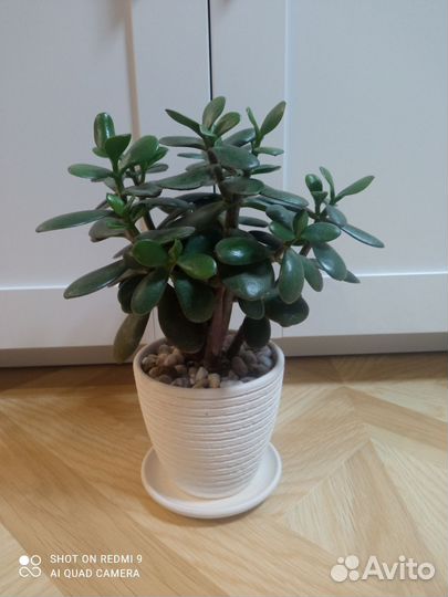 Толстянка. Денежное дерево