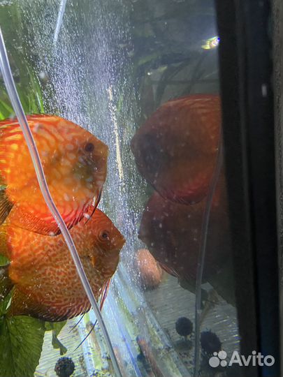 Дискусы, стурисомы