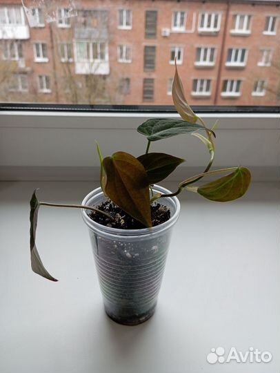 Филодендрон миканс