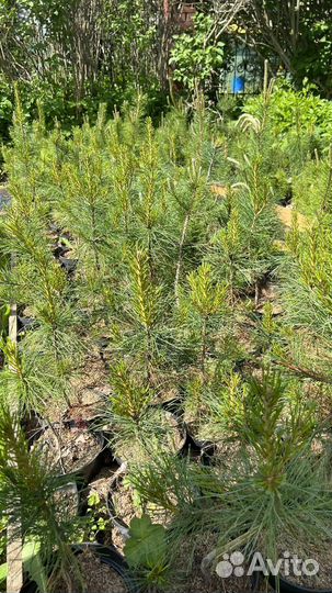 Кедр сибирский