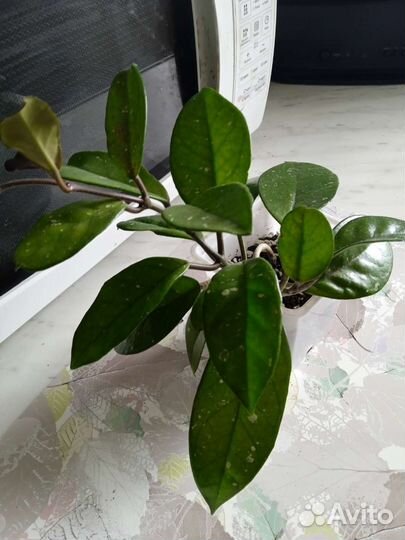 Хойи разные взрослые растения