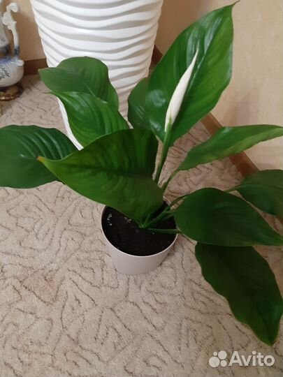 Комнатные цветы спатифилум, фиалки