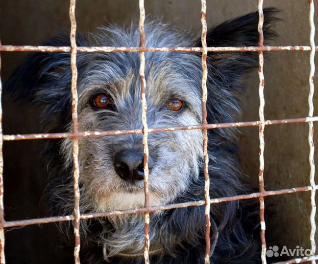 Собака в добрые руки