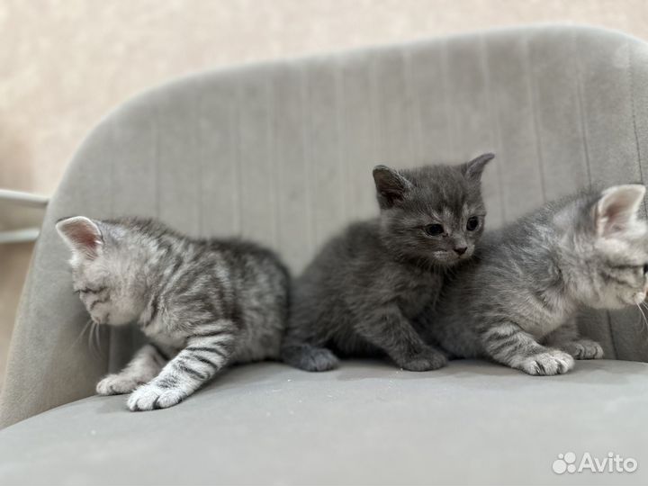 Шотландские прямоухие котята