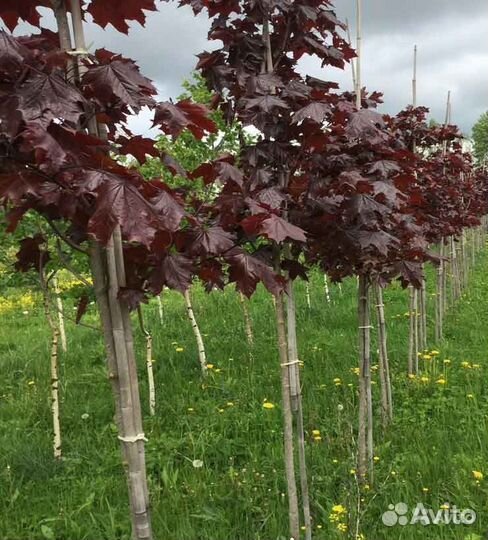 Клен остролистный