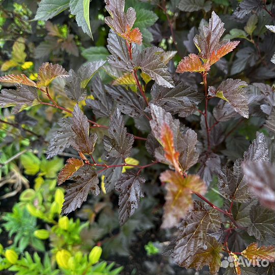 Пузыреплодник Diablo и Luteus