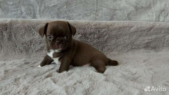 Супер малыши нарядных окрасов