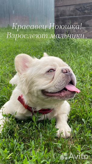 Щенки Французский бульдог пушистые флаффи Л4/Л4