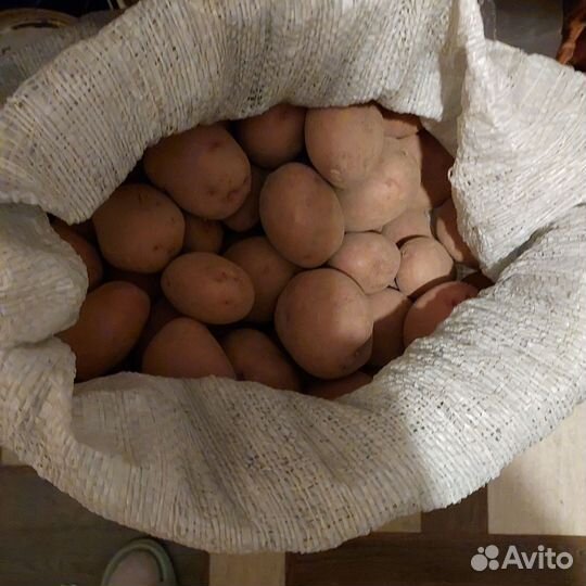 Картофель