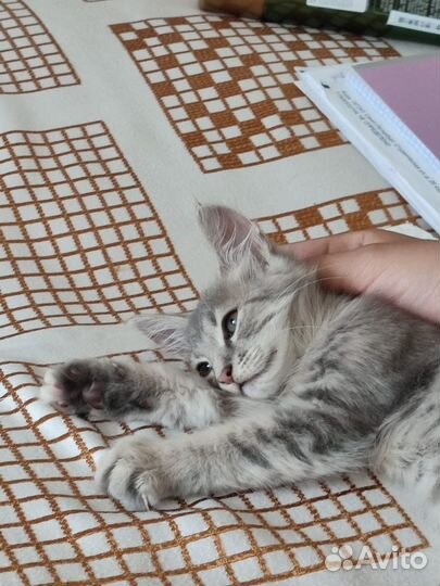 Котенок девочка в добрые руки
