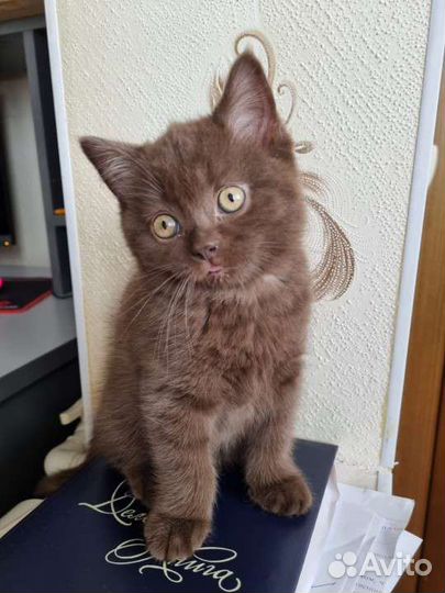 Шотландский кот вязка