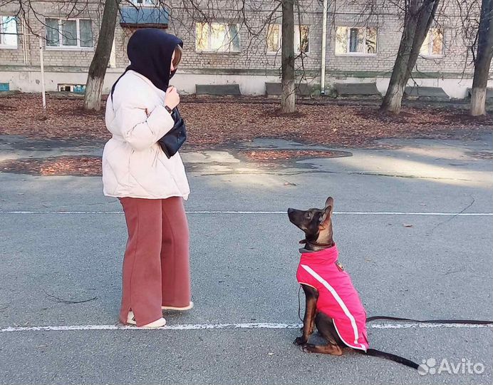 Попона жилетка флисовая для собаки