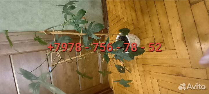 Филодендрон