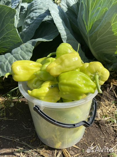 Перец башкирский